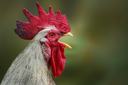 Close-up of a rooster with a vibrant red comb and wattles, set against a blurred green background.