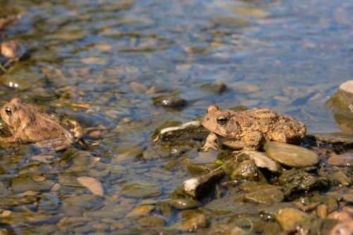 Two frogs resting on rocks in shallow water, surrounded by pebbles and a clear stream.