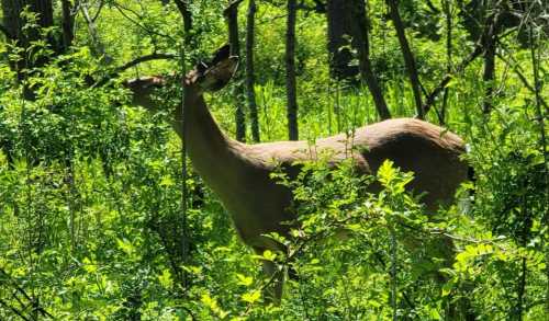 A deer stands among lush green foliage in a forest, partially obscured by plants and trees.