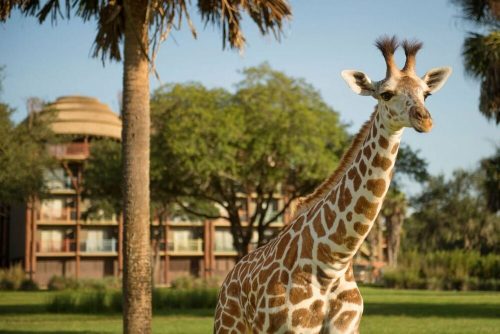 A giraffe with distinctive markings stands in a grassy area near palm trees and a building in the background.