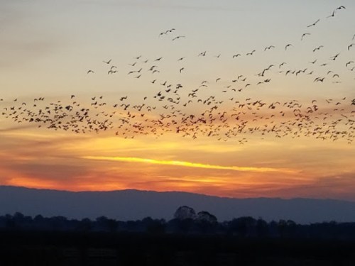 A flock of birds flies across a colorful sunset, with mountains silhouetted in the background.