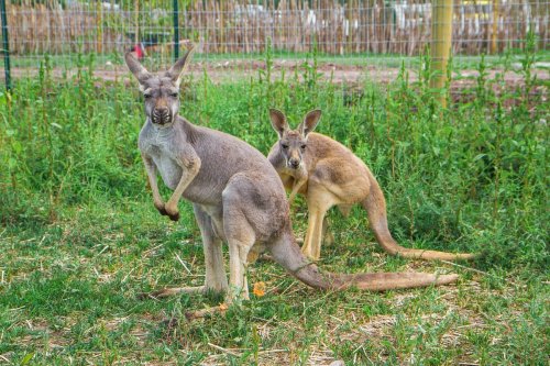 Two kangaroos in a grassy area, one sitting and the other standing, surrounded by greenery and a fence in the background.