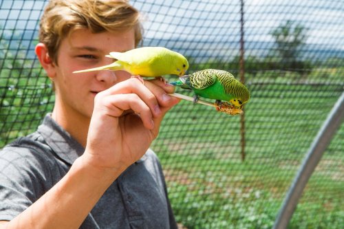 A young person holds a perch with two colorful budgerigars perched on it, set against a blurred outdoor background.