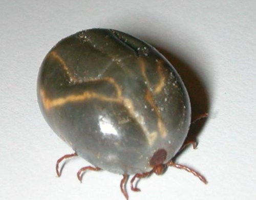 Close-up of a dark, oval-shaped tick with visible legs and a shiny surface on a light background.