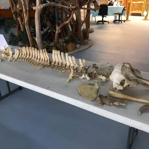 A table displaying animal bones and a vertebral column, with a museum background featuring plants and chairs.