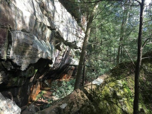 A rocky cliff surrounded by tall trees and lush greenery in a serene forest setting.