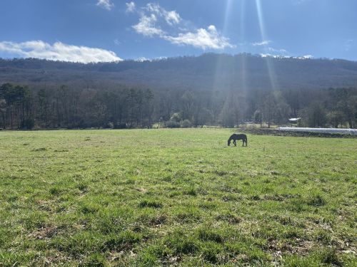 A horse grazes in a green field with mountains and a blue sky in the background.
