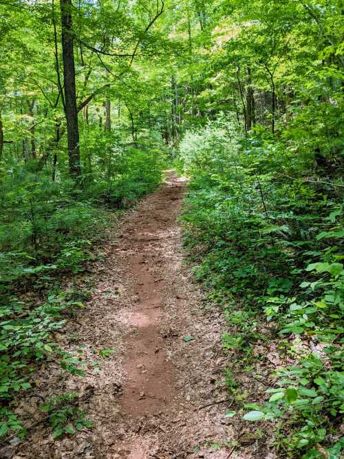 A narrow dirt path winds through a lush green forest, surrounded by trees and dense foliage.