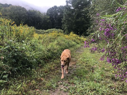 A golden retriever walks along a muddy path surrounded by wildflowers and lush greenery.