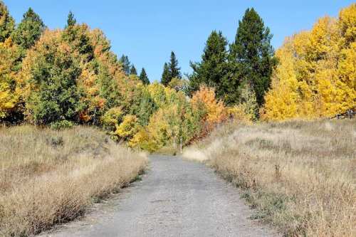 A dirt path surrounded by trees with vibrant autumn foliage under a clear blue sky.