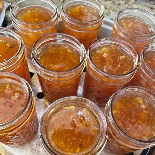 A close-up of several jars filled with golden-orange jelly, arranged in a circular pattern on a tray.