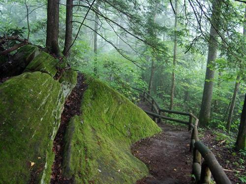 A misty forest path winds between moss-covered rocks and lush greenery, surrounded by tall trees.