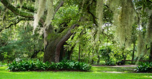 A large tree draped in Spanish moss stands in a lush green park, surrounded by vibrant plants and foliage.