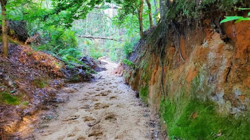 Tims Canyon Trail in Louisiana, a sand trail surrounded by canyon walls