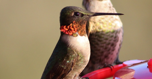 A close-up of a colorful hummingbird with iridescent feathers, perched near a red feeder. Another bird is blurred in the background.