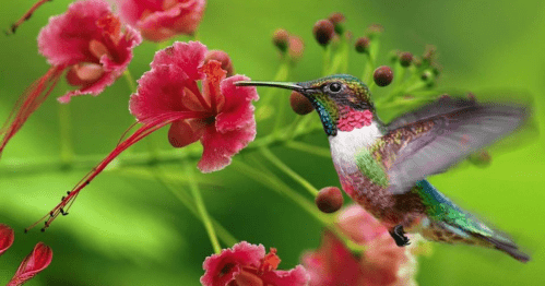 A colorful hummingbird hovering near vibrant pink flowers against a lush green background.