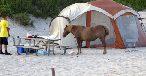 A horse stands near a picnic table and a tent on a sandy beach, with a person in a yellow shirt nearby.