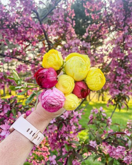 A hand holding a bouquet of colorful ranunculus flowers in front of a blooming pink tree.