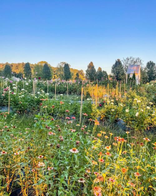 A vibrant flower garden with colorful blooms and a small building in the background under a clear blue sky.