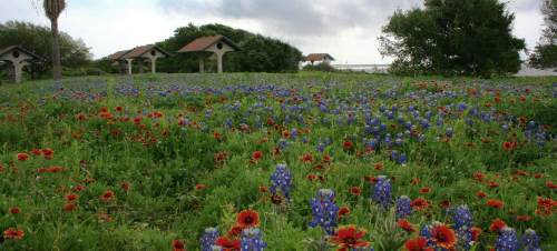 A vibrant field of red and blue wildflowers with rustic structures in the background under a cloudy sky.