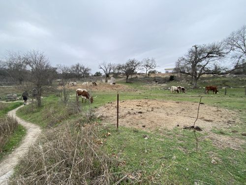 A rural landscape with cows grazing, a path, and bare trees under a cloudy sky.