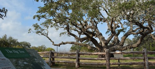 A large, sprawling tree with thick branches stands near a wooden fence, with informational signs in the foreground.