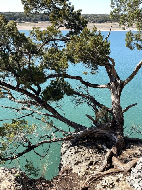 A gnarled tree grows on a rocky ledge overlooking a calm, turquoise lake surrounded by greenery.