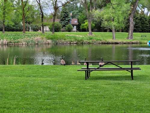 A peaceful park scene with a pond, green grass, and a picnic table, featuring geese and their goslings by the water.