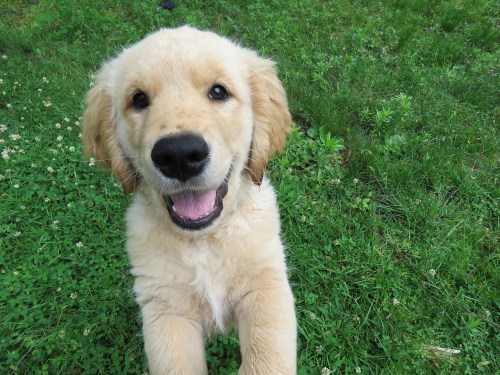 A happy golden retriever puppy with a big smile, sitting on green grass.