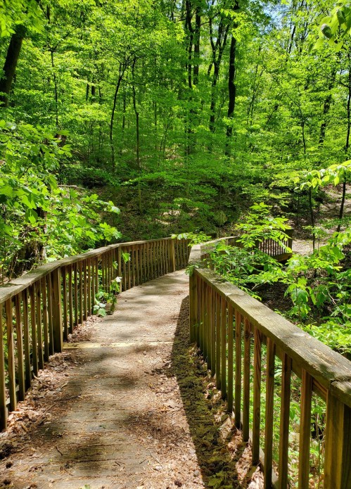 A winding wooden path through a lush green forest, surrounded by vibrant foliage and dappled sunlight.
