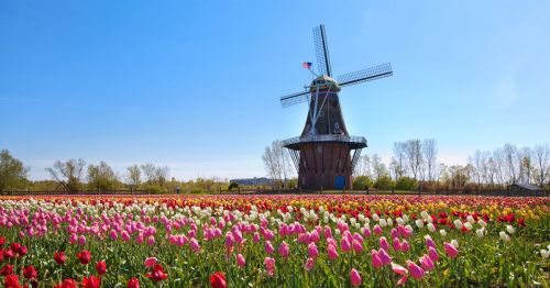 close up of michigan windmill with tulips