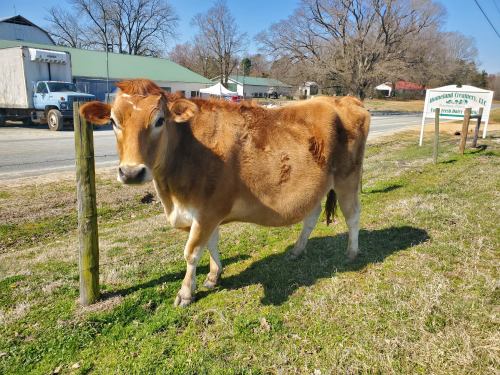 A brown cow stands beside a road near a sign for a farm on a sunny day. Trees are visible in the background.