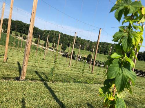 A lush green hop field with tall wooden poles and wire trellises under a clear blue sky.