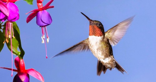 A Ruby-throated hummingbird is hovering near vibrant purple flowers against a clear blue sky in North Carolina.