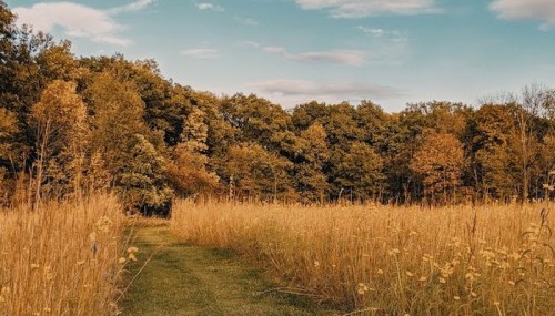 A serene path through tall golden grass leading to a lush forest under a blue sky with scattered clouds.