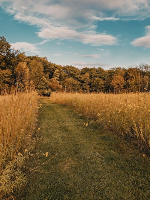 A grassy path winds through tall golden grasses, leading into a wooded area under a blue sky with fluffy clouds.