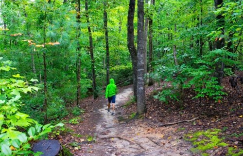 A person in a green hoodie walks along a dirt path through a lush, green forest.