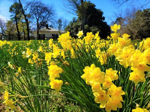 A vibrant field of yellow daffodils in bloom, with a house and trees in the background under a clear blue sky.