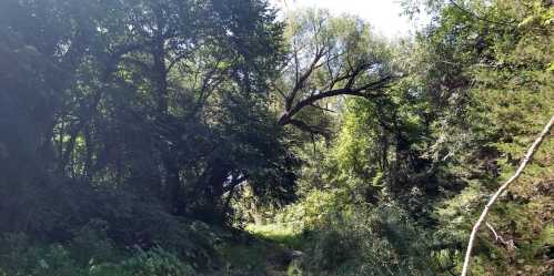 A lush, green forest path surrounded by tall trees and sunlight filtering through the leaves.