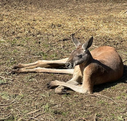 A kangaroo resting on the ground, with its eyes closed and legs stretched out in a natural setting.