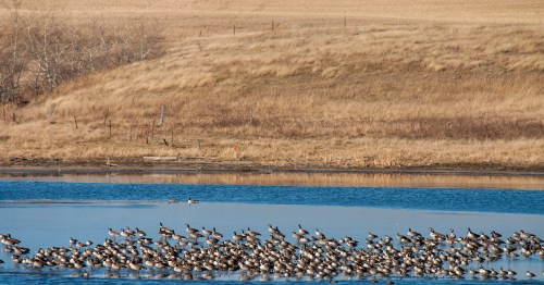 wild geese on the water near a field