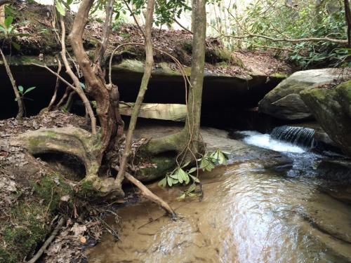 A serene forest scene featuring a small stream flowing under a rocky overhang, surrounded by trees and greenery.