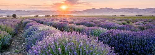A vibrant lavender field stretches to the horizon under a sunset, with mountains in the background and a serene sky.