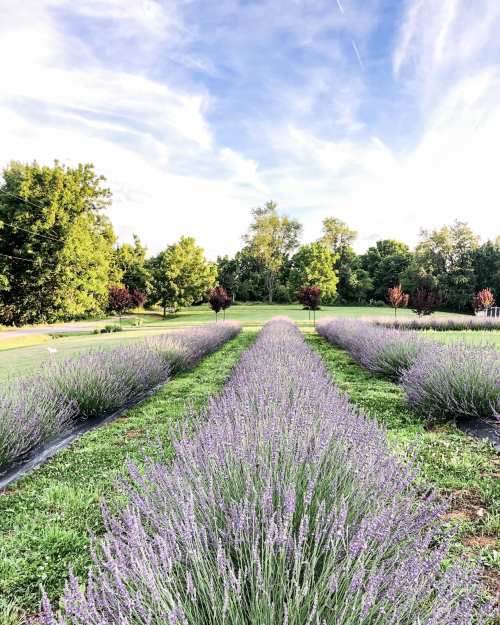 Rows of blooming lavender stretch across a green field under a blue sky with scattered clouds and trees in the background.