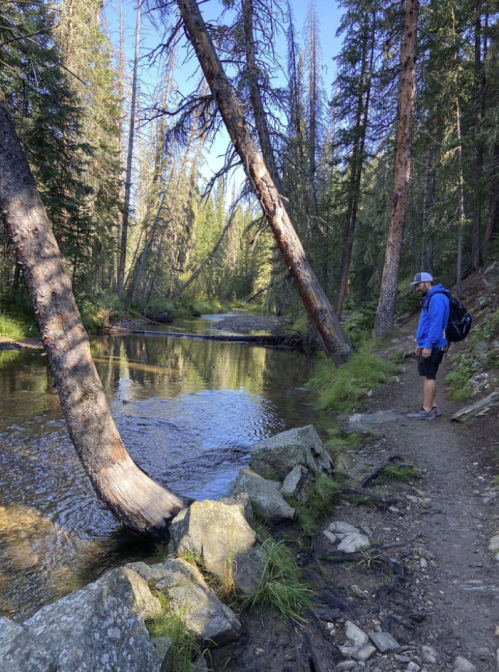 A person in a blue jacket stands by a creek surrounded by tall trees and rocky terrain on a sunny day.