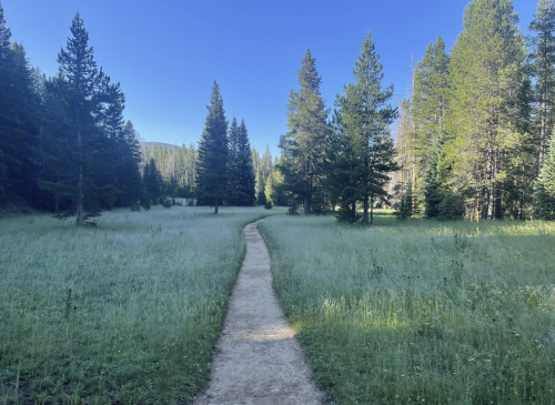 A winding dirt path through a lush green meadow surrounded by tall trees under a clear blue sky.