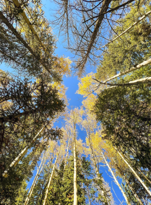 Looking up at tall trees with golden leaves against a clear blue sky.