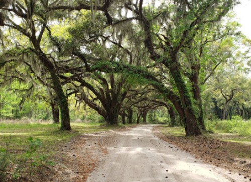 A dirt path lined with large, moss-covered trees in a lush, green landscape.