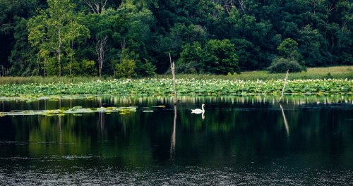 A serene lake scene with a swan gliding through water, surrounded by lush greenery and lily pads.