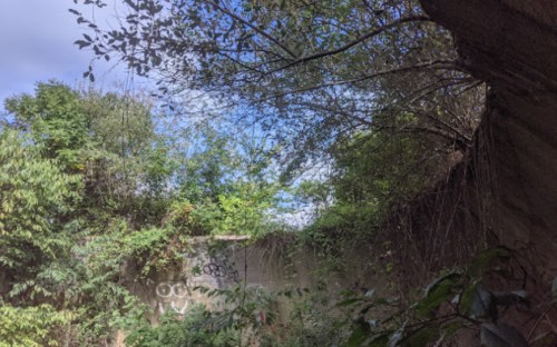 Overgrown vegetation and trees surround a weathered wall, with a blue sky peeking through the foliage.